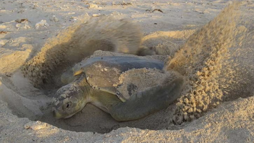 Flatback Turtles Nesting