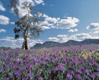 Purple wildflowers