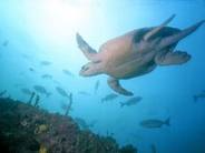 Turtle nesting season in Cemetery Beach from November to February