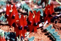 Sturt's Desert Pea