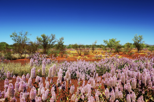 Beautiful Wild Flowers